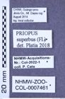 Etikette zu Priopus superbus (Fleutiaux, 1895) (NHMW-ZOO-COL-0007461)